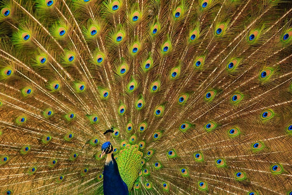 South Carolina-Charleston Peacock displaying spring tail feathers